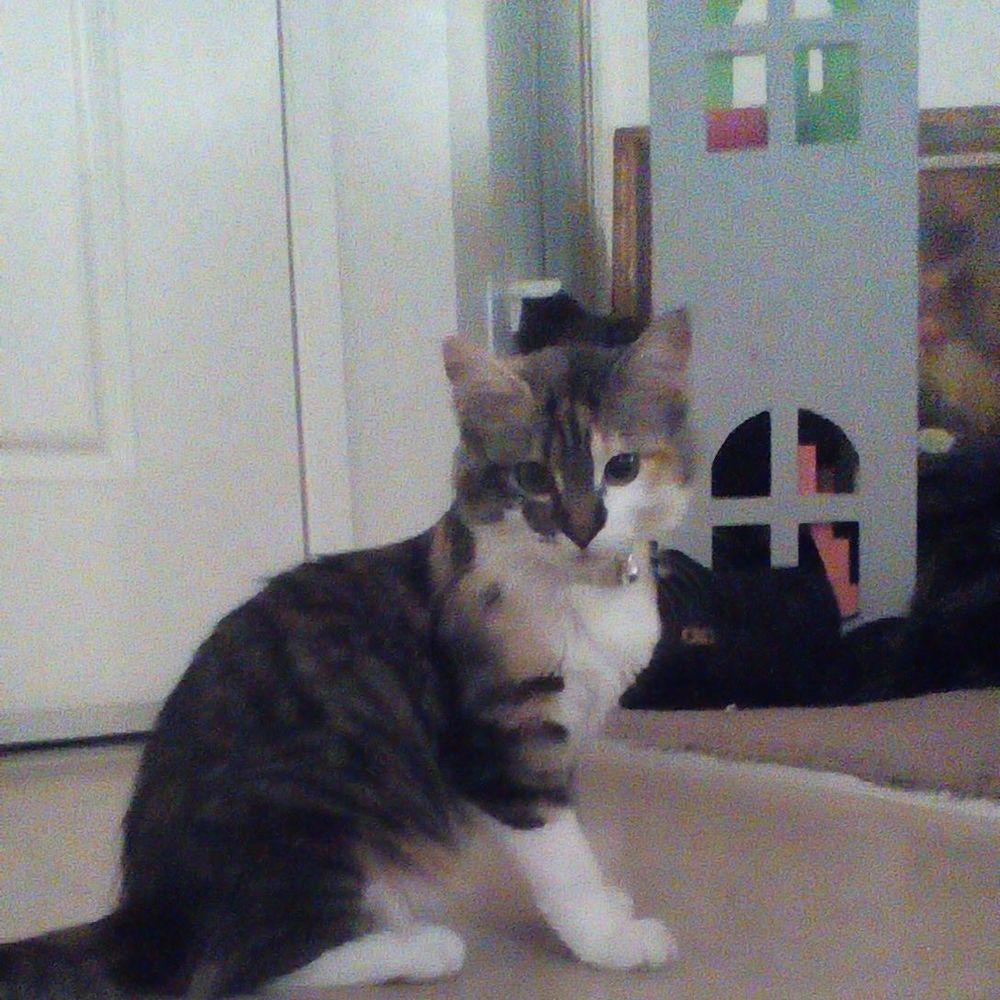 Meet your Posher, Aalyah